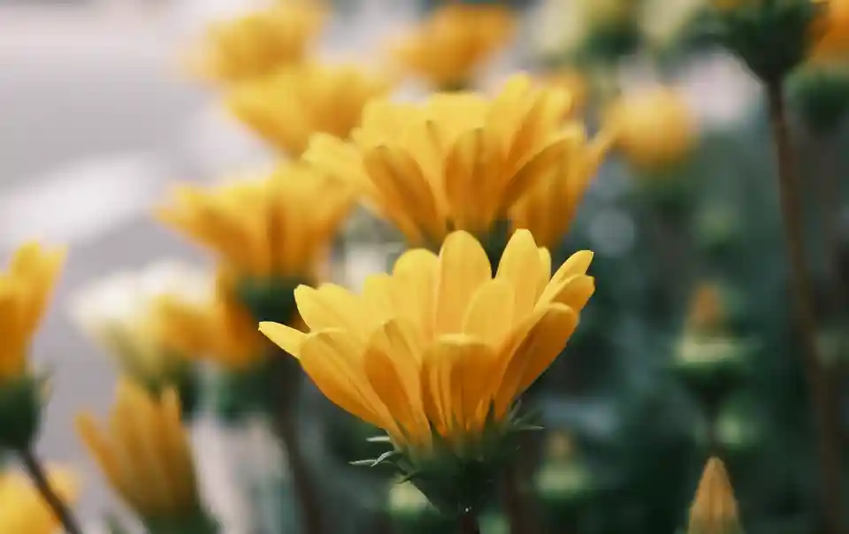 image photo