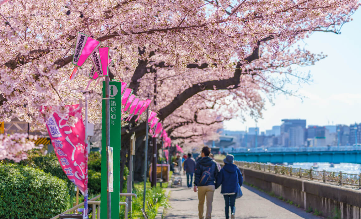 桜並木／隅田公園