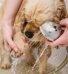 多目的水栓・ペット飼育OK